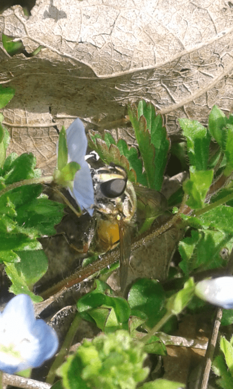 Syrphidae : Helophilus pendulus?  Sì
